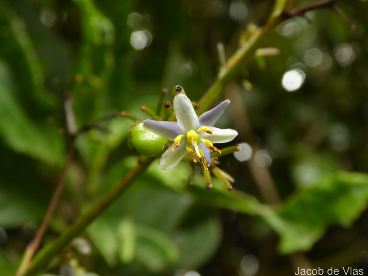 Dianella ensifolia (L.) Redouté